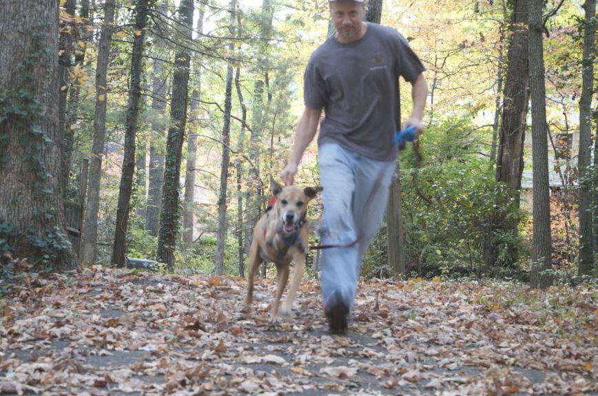 Tripawd, senior, dog, three-legged, amputee, bone cancer