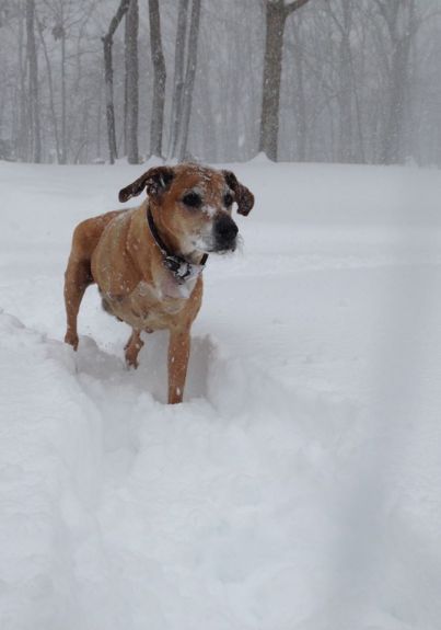 Buddy the snow dog. Tripaw snowdoggie.