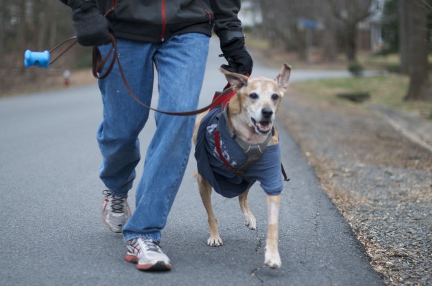 Tripawd dog walking