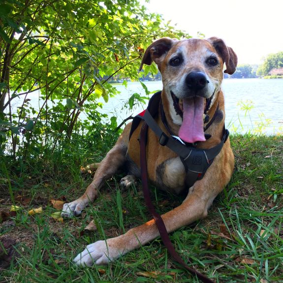 Buddy the Happy Tripawd Dog